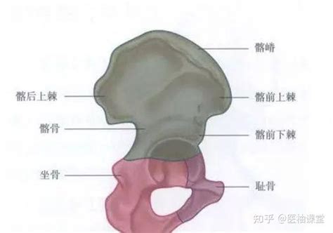 屁股位置|骨盆解剖：骶骨、尾骨、髂骨、坐骨、耻骨